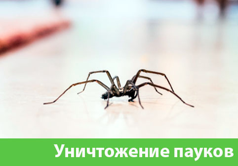 Избавиться от пауков в городе Симферополь