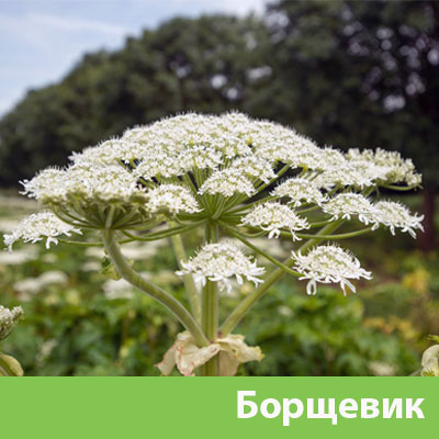Борщевик в Симферополе