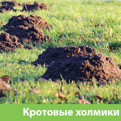 Кроты на участке в Симферополе
