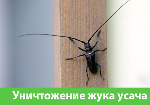 Обработка от жука усача в городе Симферополь