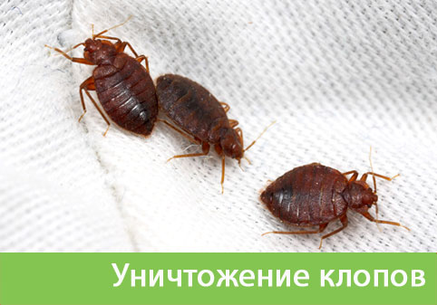 Уничтожение клопов в городе Симферополь