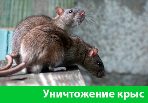 Уничтожение крыс в городе Симферополь