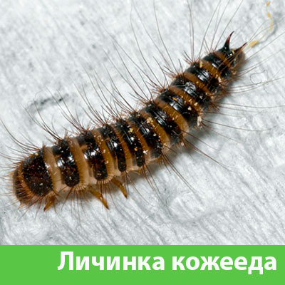 Личинка Кожееда в Симферополе