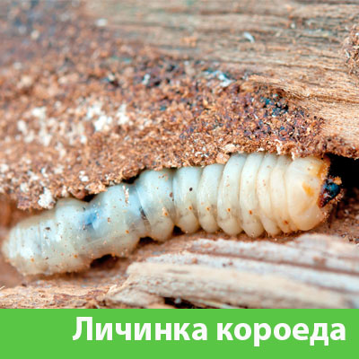 Уничтожение личинок короеда в Симферополе