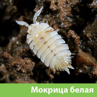 Мокрица в Симферополе фото