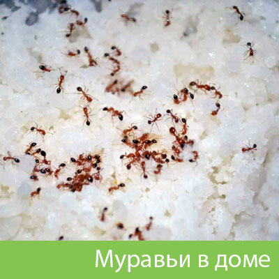 Муравьи в доме в Симферополе
