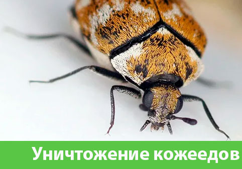 Обработка от кожееда в городе Симферополь 