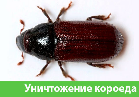 Обработка от древоточца в городе Симферополь