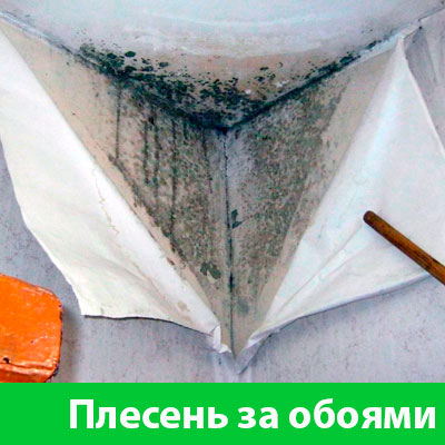 Удаление плесени в Симферополе