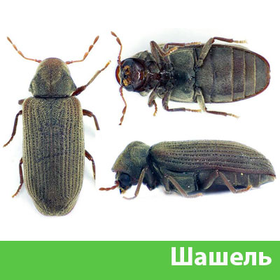 Обработка от шашеля в городе Симферополь