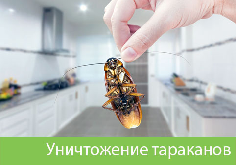 Уничтожение тараканов в городе Симферополь