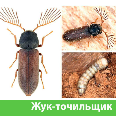 Уничтожение точильщика и личинок в Симферополе