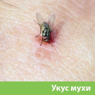 Уничтожение мух в Симферополе