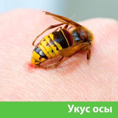 Профессиональное уничтожение ос и шершней в Симферополе
