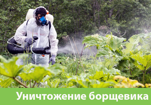 Уничтожение Борщевика в городе Симферополь