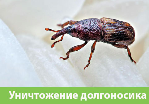 Уничтожение долгоносиков в городе Симферополь
