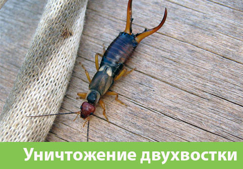 Уничтожение двухвостки в городе Симферополь