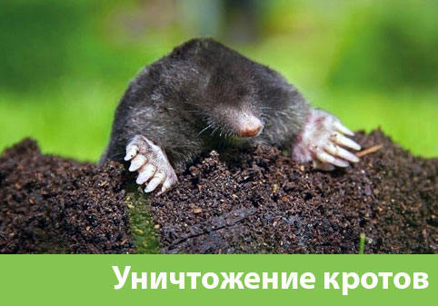 Уничтожение кротов в городе Симферополь