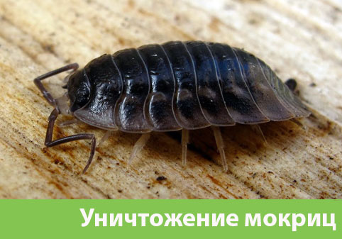 Мокрицы в квартире в городе Симферополь