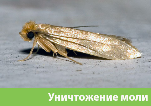 Уничтожение моли в городе Симферополь 