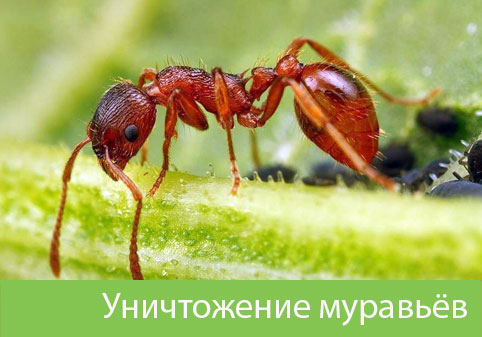 Уничтожение муравьёв в городе Симферополь