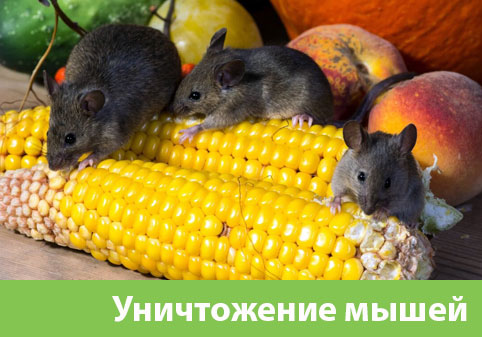Уничтожение мышей в Симферополе