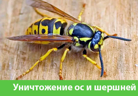 Уничтожение ос и шершней в городе Симферополь