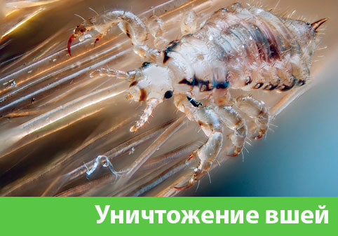 Уничтожение вшей в городе Симферополь